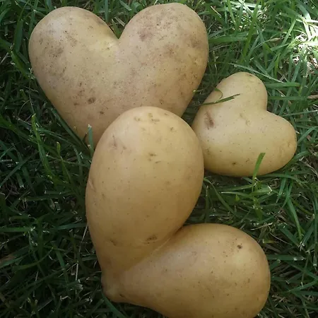 Grubelic - Komforan Novi