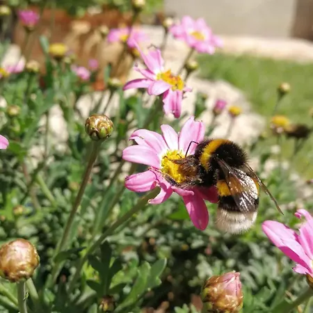 Appartamento Grubelic - Komforan Novi