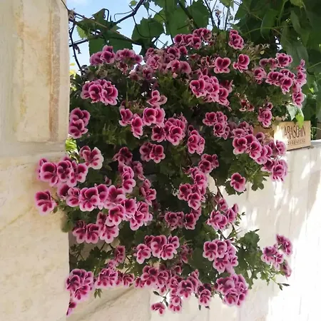 Grubelic - Komforan Novi Tribalj