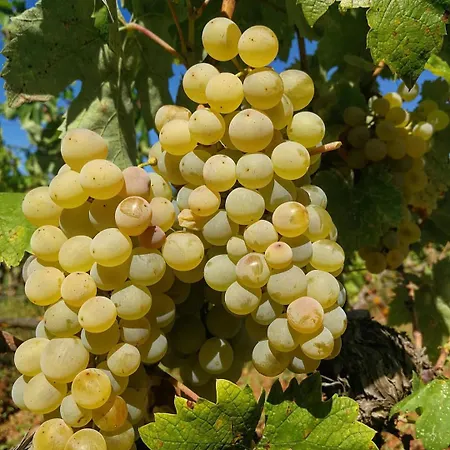 Διαμέρισμα Grubelic - Komforan Novi Tribalj