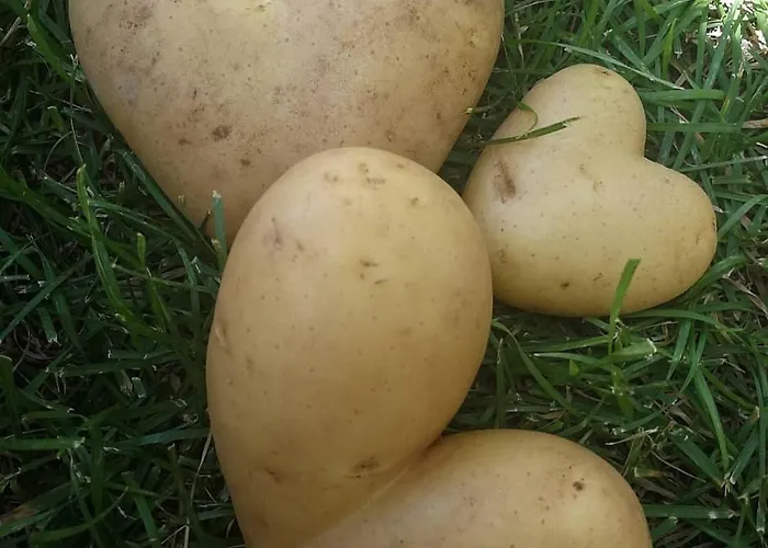 Grubelic - Komforan Novi