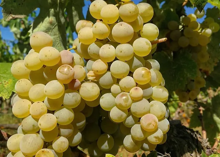 Apartamento Grubelic - Komforan Novi Tribalj